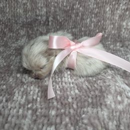 Seoul - Chocolate merle Pomeranian puppy in Smithville, Texas from Lafary Poms