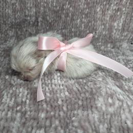 Seoul - Chocolate merle Pomeranian puppy in Smithville, Texas from Lafary Poms