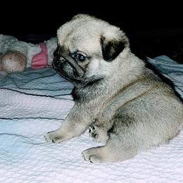 Boy 1 - Fawn male Pug puppy in Spokane, Washington from Blue Haven Stable