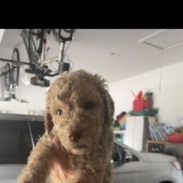 Girl 4 - Poodle puppy in Florida from Reignbow Poodles