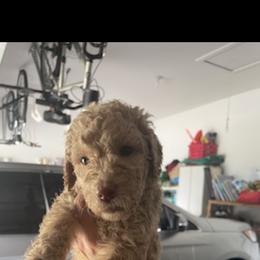 Girl 4 - Poodle puppy in Florida from Reignbow Poodles