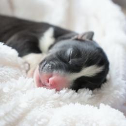 Moo moo - Black and white female Siberian Husky puppy in Bly, Oregon from Hill Top Huskies