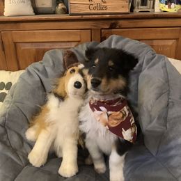 Collie Puppies from Cold Mountain Collies