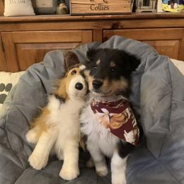 Collie Puppies from Cold Mountain Collies
