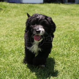 Goldendoodle, Labradoodle, and Poodle Puppies from CNR Farms