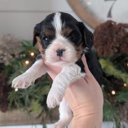 Leo - Tri-color male Cavalier King Charles Spaniel puppy in Stevens, Pennsylvania from Jodi's Cavalier King Charles Spaniels and Cavapoos