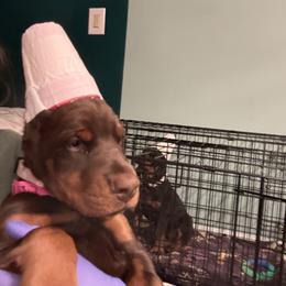 Elana - Red and rust female Doberman Pinscher puppy in Bruce Township, Michigan from Eminent Dobermans