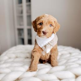 Goose - 12 Days of Christmas - Red  male Goldendoodle puppy in Syracuse, Indiana from The Doodle Cove