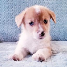 American Corgi and Pembroke Welsh Corgi Puppies from Whimsical Treasure Corgis