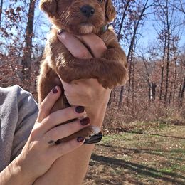 Santa - Red  male Goldendoodle puppy in Fordland, Missouri from K&K's Puppy Kingdom