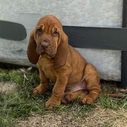 Merlin - Red male Bloodhound puppy in Inman, Nebraska from Sandhill Hounds of Nebraska