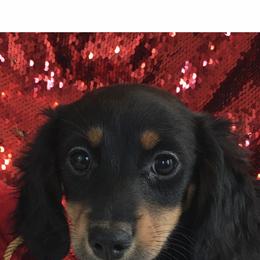 Chihuahua and Dachshund Puppies from Jean Takac