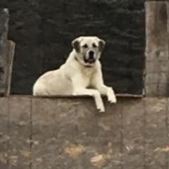 Shiloh - Anatolian Shepherd Dog