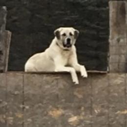 Shiloh - Anatolian Shepherd Dog