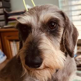 River - Dachshund