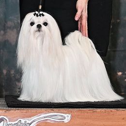 Mikki - Maltese