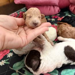 Girl 5 - Cream female Goldendoodle puppy in Cocoa, Florida from The Beach Doodles