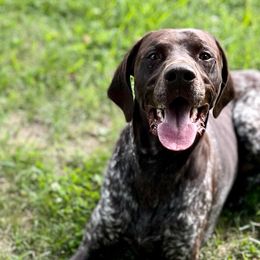 German Shorthaired Pointers from Crooked Creek German Shorthaired Pointers