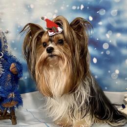 Yorkshire Terriers from Vino’s Pawfect Yorkies