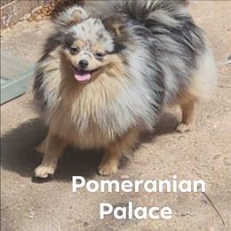 Daja - Pomeranian