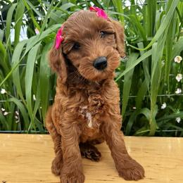 Chevelle - Red female Double Doodle puppy in Harrisonville, Missouri from Blessed Day Doodles
