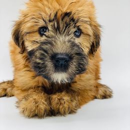 Soft Coated Wheaten Terrier Puppies from Wonderful Wheatens