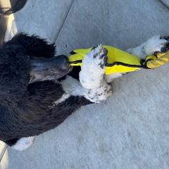 Stark - Poodle puppy from Carla Baroni