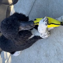 Stark - Poodle puppy from Carla Baroni