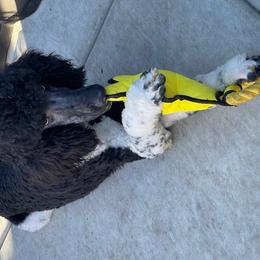 Stark - Poodle puppy from Carla Baroni