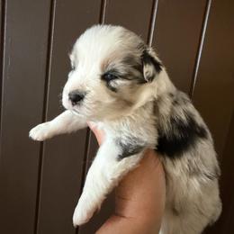 Justice - Blue merle male Miniature Australian Shepherd puppy in Taylor, Arizona from Holy Ghost Ranch, Inc