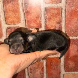 Black-cream boy - Black and cream male Dachshund puppy in North Auburn, California from Northern Doxie