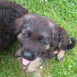 Signal - Black and red male German Shepherd puppy in Columbus, Indiana from Stony Lonesome GSD
