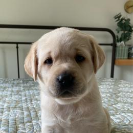 Ms. Yellow - Yellow female Labrador Retriever puppy in New Hanover, New Jersey from Misty Labs