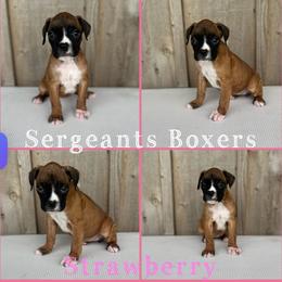 Strawberry - Fawn female Boxer puppy in Madisonville, Texas from Sergeant's Boxers