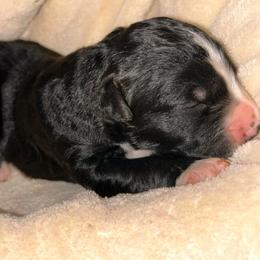 Black White Girl - Black and white female Aussiedoodle puppy in Oklahoma City, Oklahoma from Royal Paw Aussiedoodles
