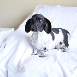 Lady - Dachshund