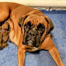 Bonnie - Boxer