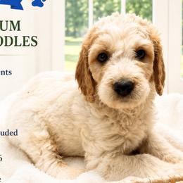 1400.00 Casper: Blue Collar - Parti male Goldendoodle puppy in Raceland, Louisiana from Cajun Doodles