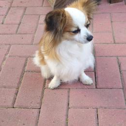 Biewer Terrier and Papillon Puppies from Southern Belle's Biewer Terriers & Papillons
