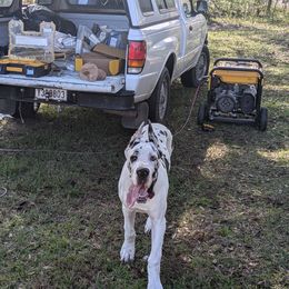 Great Dane Puppies from KD Sweet Southern Danes
