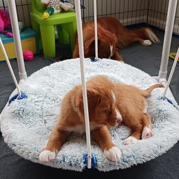 Nova Scotia Duck Tolling Retriever Puppies from Red Hill Tollers