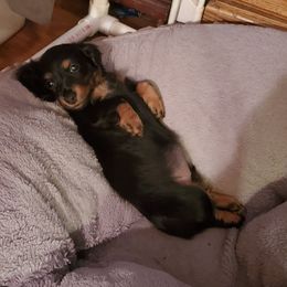 Dachshund Puppies from J-Lyn