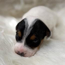 Ransom - Tri-color female Jack Russell Terrier puppy in Yakima County, Washington from Saddle Rock Kennels