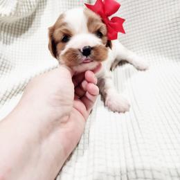 Satin - Blenheim female Cavalier King Charles Spaniel puppy in Wilburton, Oklahoma from My Kids Kennel