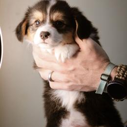 Luke - Black and tan male Pembroke Welsh Corgi puppy in South Otselic, New York from Ridge Top Corgis