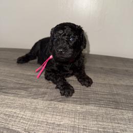 Pink collar girl - Black female Poodle puppy in Valdosta, Georgia from Posh Poodles