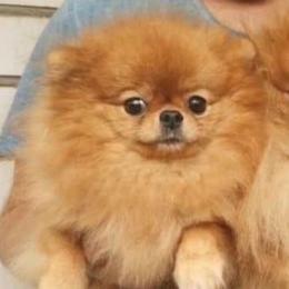 Marysya - Pomeranian