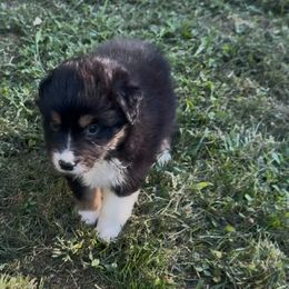 Desire Aussborne - Black tri-color female Australian Shepherd puppy in Chaplin, Connecticut from Mystic Moon