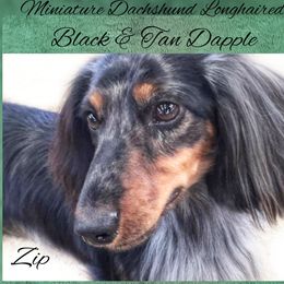 Zip - Dachshund