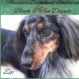 Zip - Dachshund